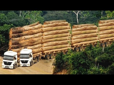 Dangerous Fastest Tree Felling With Chainsaw, Logging Wood Truck Woodworking & Wood Sawmill Machines