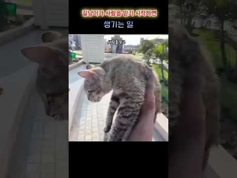 그렇게 길냥이는 사람을 믿기 시작합니다