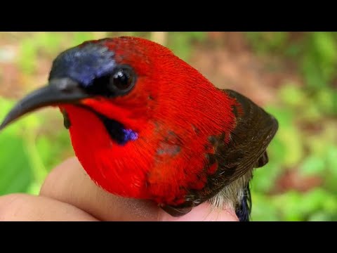 Buat Pulut Burung Dari Lem Tikus Dapat Burung Kicau Cantik Banget 😍😳 #pulutburung #viral