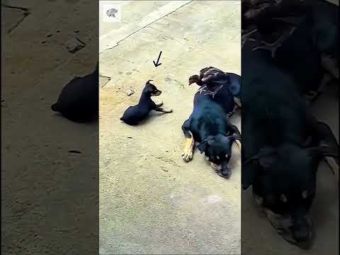 Mini Chicken and Dog Playing - Vía viral_feeds00