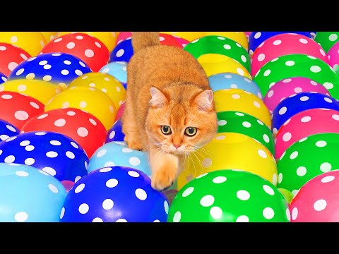 What Can't Cats Walk On? #41