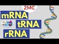 RNA Types and Functions