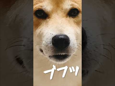 あの神々を宿した柴犬#柴犬#犬#かわちい