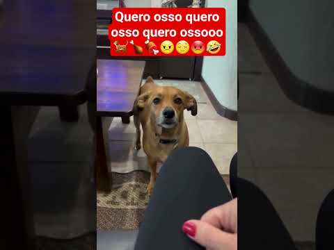 Papo com Márcia🍗🐕😜 #shorts #cachorro #caramelo #pets #fofos #animais #ytshorts #humor #comédia