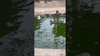 Мандаринки Каролинка