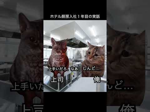 最近の流行りで人生を再現してみた 12 #猫ミーム #社会人 #新卒 #実話 #猫 #かわいい猫 #ミーム #猫マニ