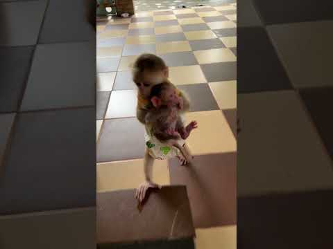 pavpav walk hug  baby monkey linda to mother