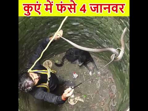 कुएं में फंसे 4 जानवर😲 #shorts