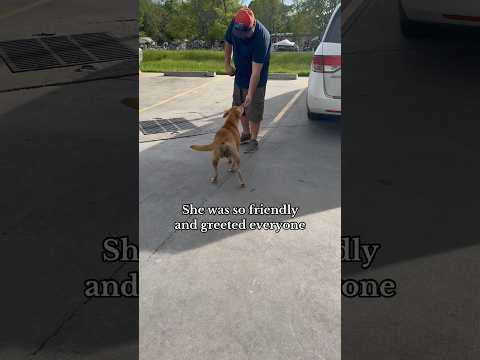 She waited a week and a half at the Dollar General for a friend #part1  #fosterdog #rescue
