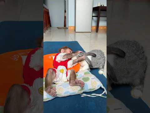 #cute #cutepets #monkey #babymonkey #cutemonkey #monekydluffy #rabbit #trendingshorts #animals #baby