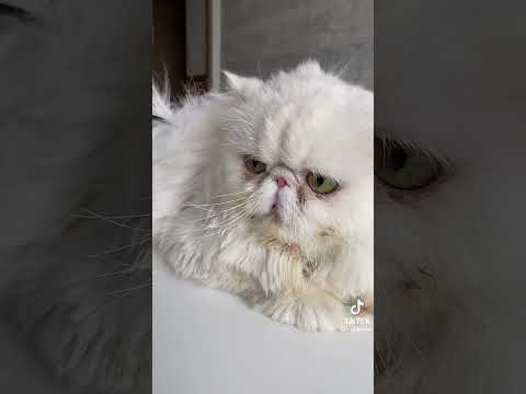 #врек #cat #мем #roblox #рекомендации #catlover #кот #роблокс #minecraft постригли
