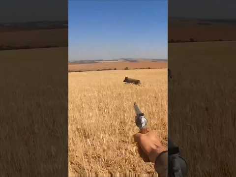 Один выстрел — кабан повален!#охота #hunting #chasse