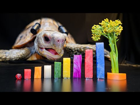 ASMR Mukbang Eating Food 🐢 Turtle Tortoise 169