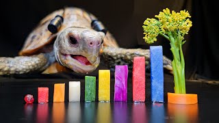 ASMR Mukbang Eating Food 🐢 Turtle Tortoise 169