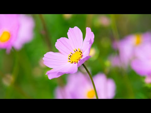 早上最適合聽的輕音樂 🎹 愜意的早晨，秋色輕盈，伴隨著早餐的香氣，揭開美好一天的序幕