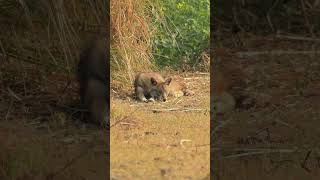Indian Jackal | Kolkata #indianjackal #nature #wildlifephotography #shorts
