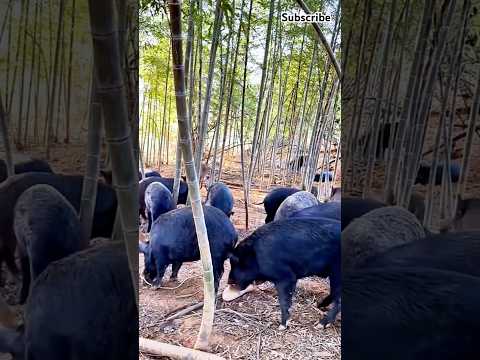 Wild boars step into the trap, who is the unlucky one? #skills #tools #shorts