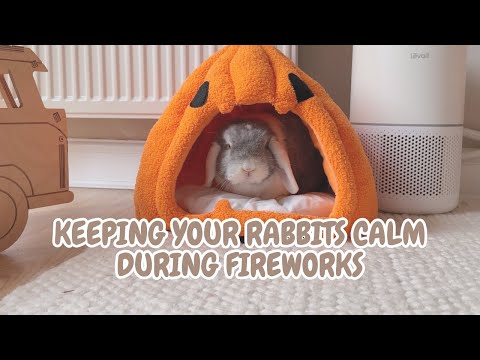 KEEPING YOUR RABBITS CALM DURING FIREWORKS | BUNNY CARE | BONFIRE NIGHT