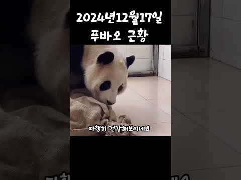 푸바오 근황 2024년 12월 17일 푸주머니와 함께 #다판다 #판다 #fubao