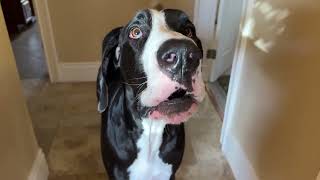 Funny Great Dane Complains The Cats Are Napping On The New Bedding