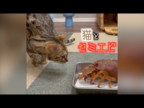 自分と同じ大きさのエビと対面した猫　＃shorts