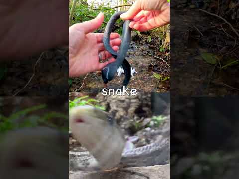 Learn Animal Names for Kids at the Woodland Stream: Cow Crocodile Snake Camel Rabbit