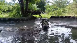 Thirsty wild dogs