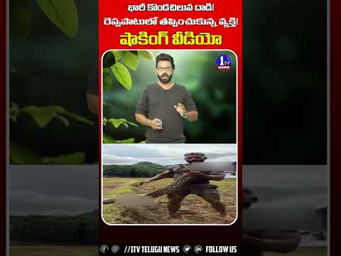 భారీ కొండచిలువ దాడి! రెప్పపాటులో తప్పించుకున్న వ్యక్తి! షాకింగ్ వీడియో