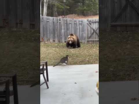 Brave cat scares bear in backyard