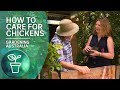 Chickens and Gardens: A Perfect Match