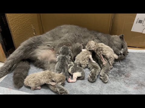 Meow Kittens : Mother cat's first food after giving birth to kittens.