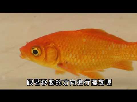 國小_自然_魚的運動方式【翰林出版_四上_第二單元 水生生物的世界】 - YouTube