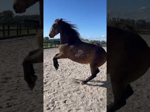 War Horse Mode: activated 🔥
