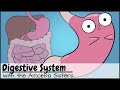 Understanding the Digestive System