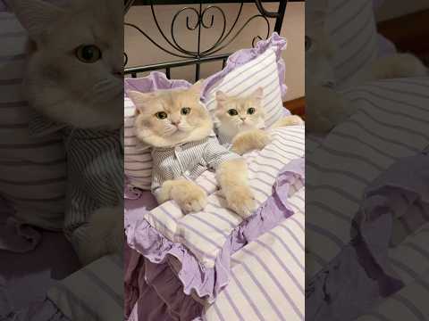 🙀: segala cara dia halalkan woi #kucinglucu #kucing
