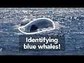 Blue Whale Facts and Sightings