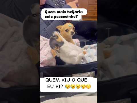 Quem viu o que eu vi? #janeladoriso #pets #cachorro #petsfofinhos #pet #humor