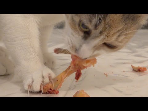 CAT DEVOURS RAW CHICKEN WINGS – SATISFYING CRUNCHING BONES - 4K ASMR