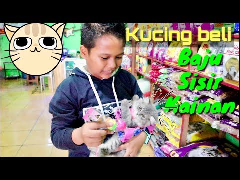 KUCING LUCU BELI BAJU
