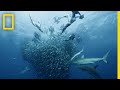 Shark and Sardine Interactions
