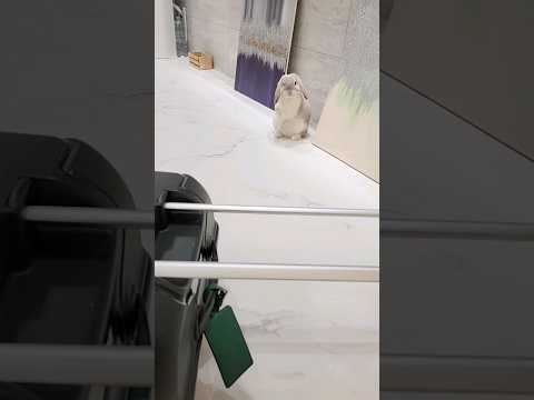집사가 처음으로 2박3일 휴가 다녀오면 토끼는 반겨줄까요..??(진짜 솔직한 대답)