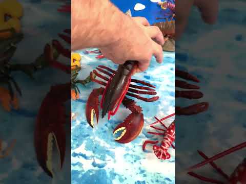 Lobster Sizes: Big, Medium, Small!  #KidsLearning