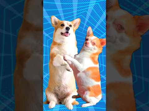 Super Dog and Chicken dance 🐶🐔