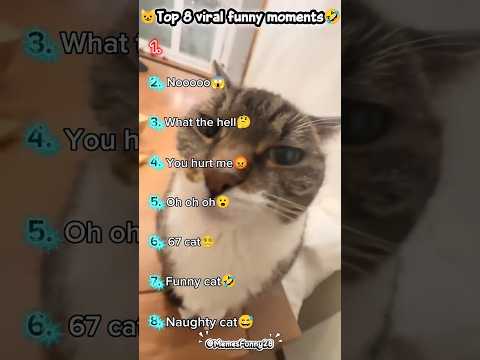😺Top 10 moments cat funny you will love🥰. #shorts