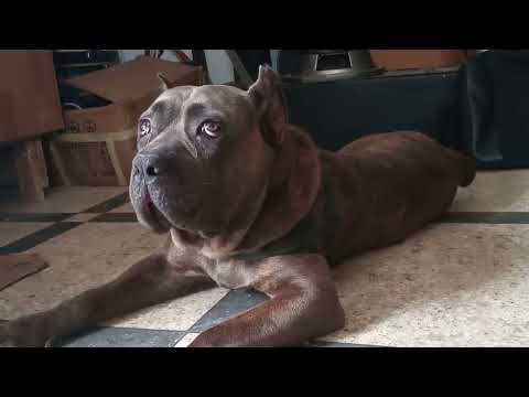 When Your Cane Corso Hates your Jobs: A Day at the work