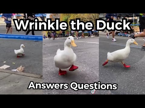 NYC Marathon Duck (Exclusive Interview with Wrinkle)