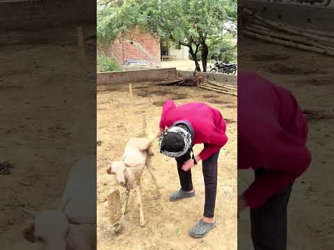 6 crore ka bakra….. #trending #funny #bakraeid #bakra #villagelife #viralshorts