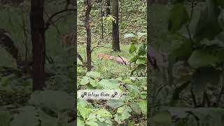 At Khawasa Buffer zone Mp    F Mark Female Tigers Sighting With Her 3 Teeny Cubs 🐾🐯🐾 with Kill