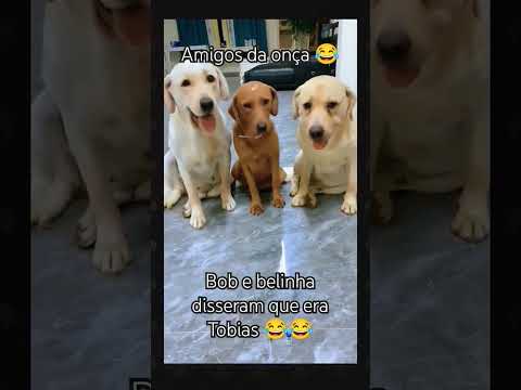 como são inteligentes viu😂 #pets #labrador #cachorros #dogs