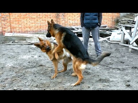 Introduction of Hamlet and Sarah. Beautiful pair of German Shepherds. Odessa. Ukraine.